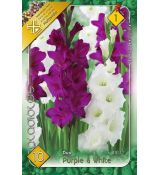 Gladiolus - Duo Purple & White