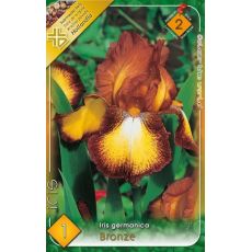 Iris germanica Bronz