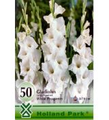 Gladiolus - large flowered White/50ks