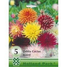 Dahlia - Cactus mixed/5ks