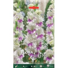 Gladiolus - Violet Heart