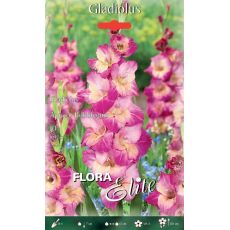 Gladiolus - Apricot Bubblegum