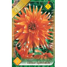 Dahlia Cactus - Couleur Spectacle