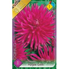 Dahlia Cactus - Purple Gem