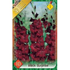 Gladiolus - Black Surprise