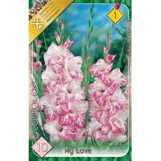 Gladiolus - My Love