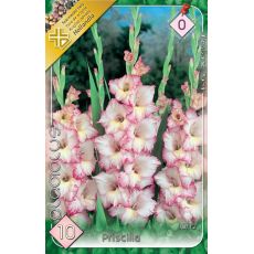 Gladiolus - Priscilla