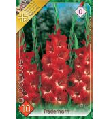 Gladiolus - Traderhorn