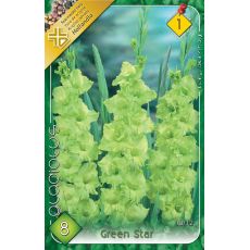 Gladiolus - Green Star