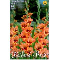 Gladiolus Butterfly - Alice