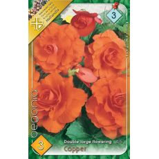 Begonia double large - Copper