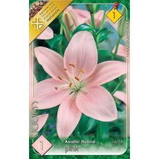 Lilium asiatic -  pink