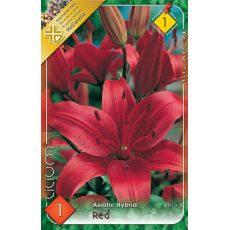 Lilium asiatic -  red