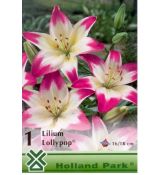 Lilium asiatic - pink white