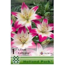 Lilium asiatic - pink white