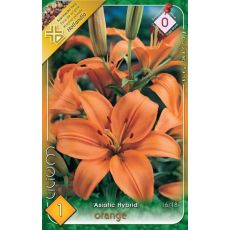 Lilium asiatic - orange