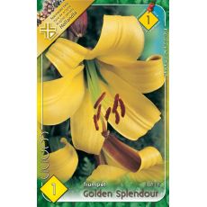 Lilium - Golden Splendour