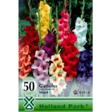 Gladiolus large flowered - mixed/50ks