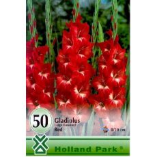 Gladiolus large flowered - red/50ks