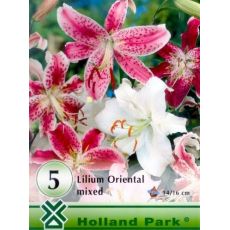 Lilium oriental - mixed 5 ks