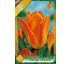 Tulipa Fosteriana - Orange Emperor