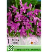 Bletilla Striata