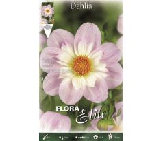 Dahlia - Teesbrook Audrey