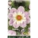 Dahlia - Teesbrook Audrey