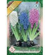 Hyacinthus prepared -Indoor Culture