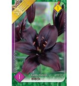 Lilium - asiatic black