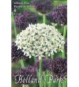 Allium Duo Purple & White