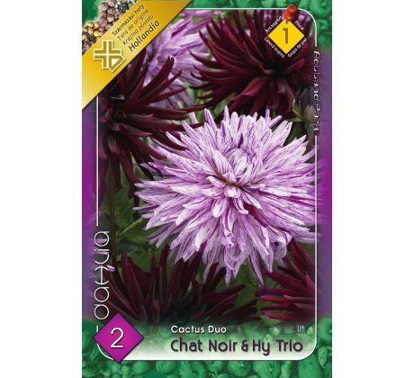 Dahlia - Duo Chat Noir & Hy Trio