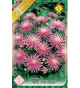 Dahlia Border - Park Princess