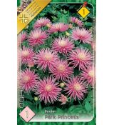 Dahlia Border - Park Princess