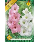 Gladiolus - Duo Pink & White