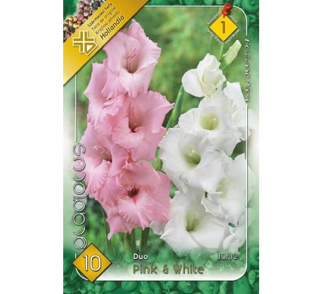 Gladiolus - Duo Pink & White