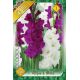 Gladiolus - Duo Purple & White