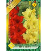 Gladiolus - Duo Red & Yellow