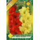 Gladiolus - Duo Red & Yellow