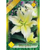 Lilium - oriental white-yellow