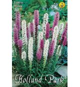 Liatris mixed