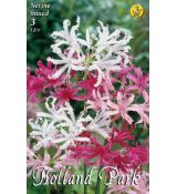 Nerine mixed