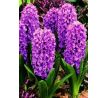 Hyacinthus -  Miss Saigon