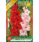 Gladiolus - Duo Red & Pink