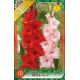 Gladiolus - Duo Red & Pink