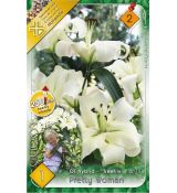 Lilium - obria Pretty Woman