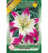 Lilium pink white