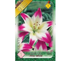 Lilium pink white