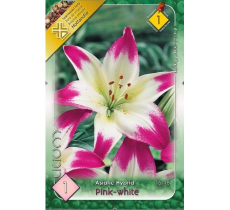 Lilium pink white