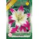 Lilium pink white